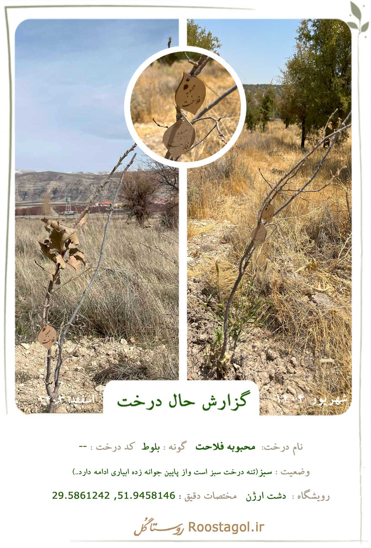 سفارش درخت