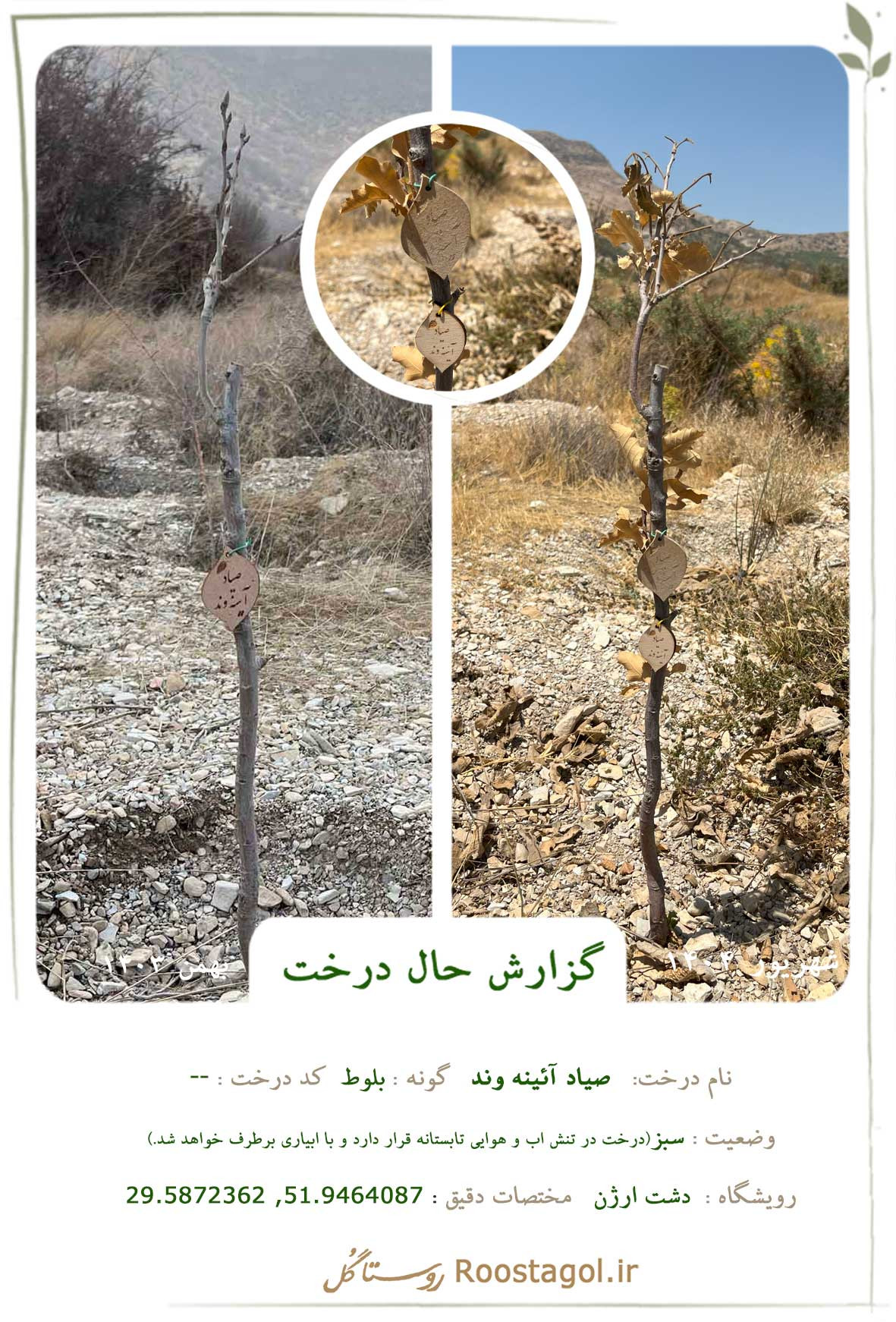 سفارش درخت