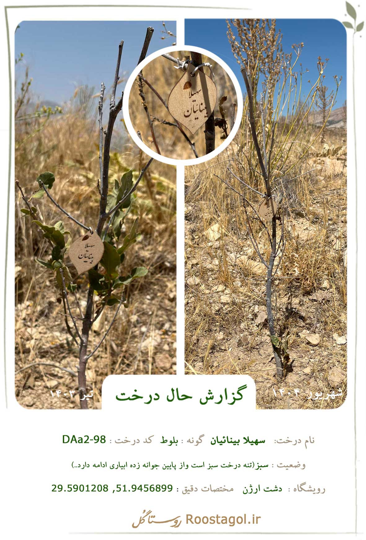 سفارش درخت