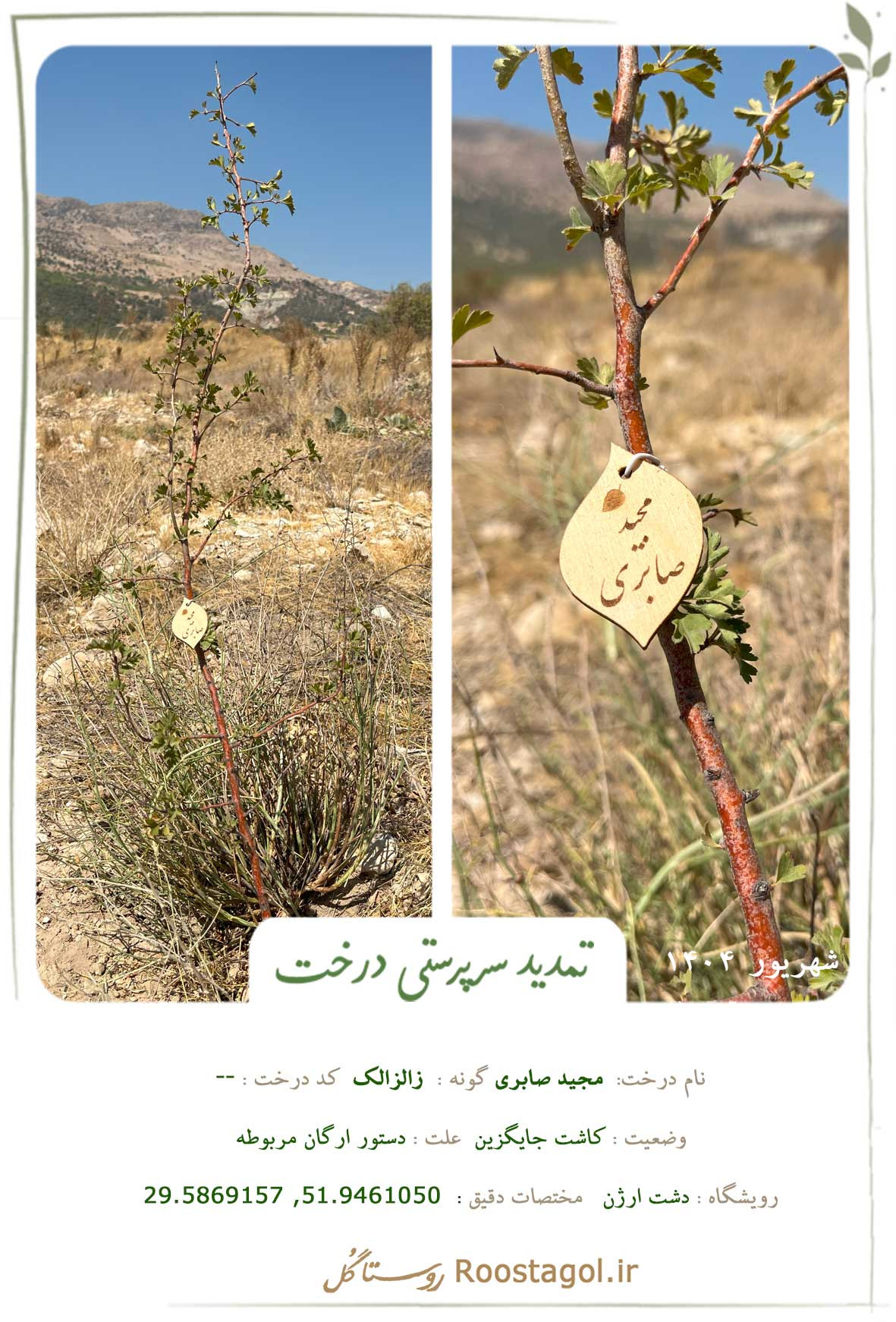 سفارش درخت
