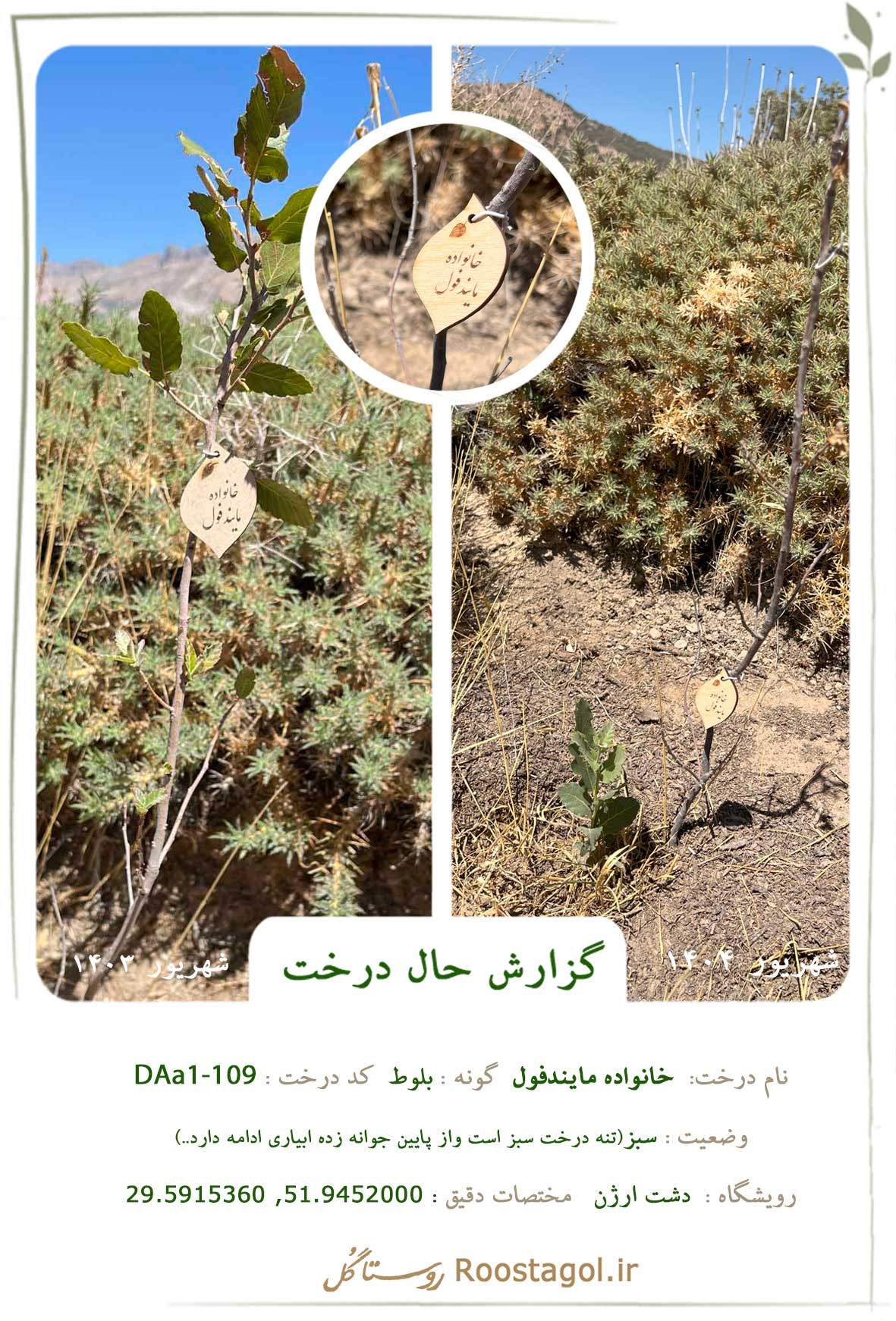 سفارش درخت