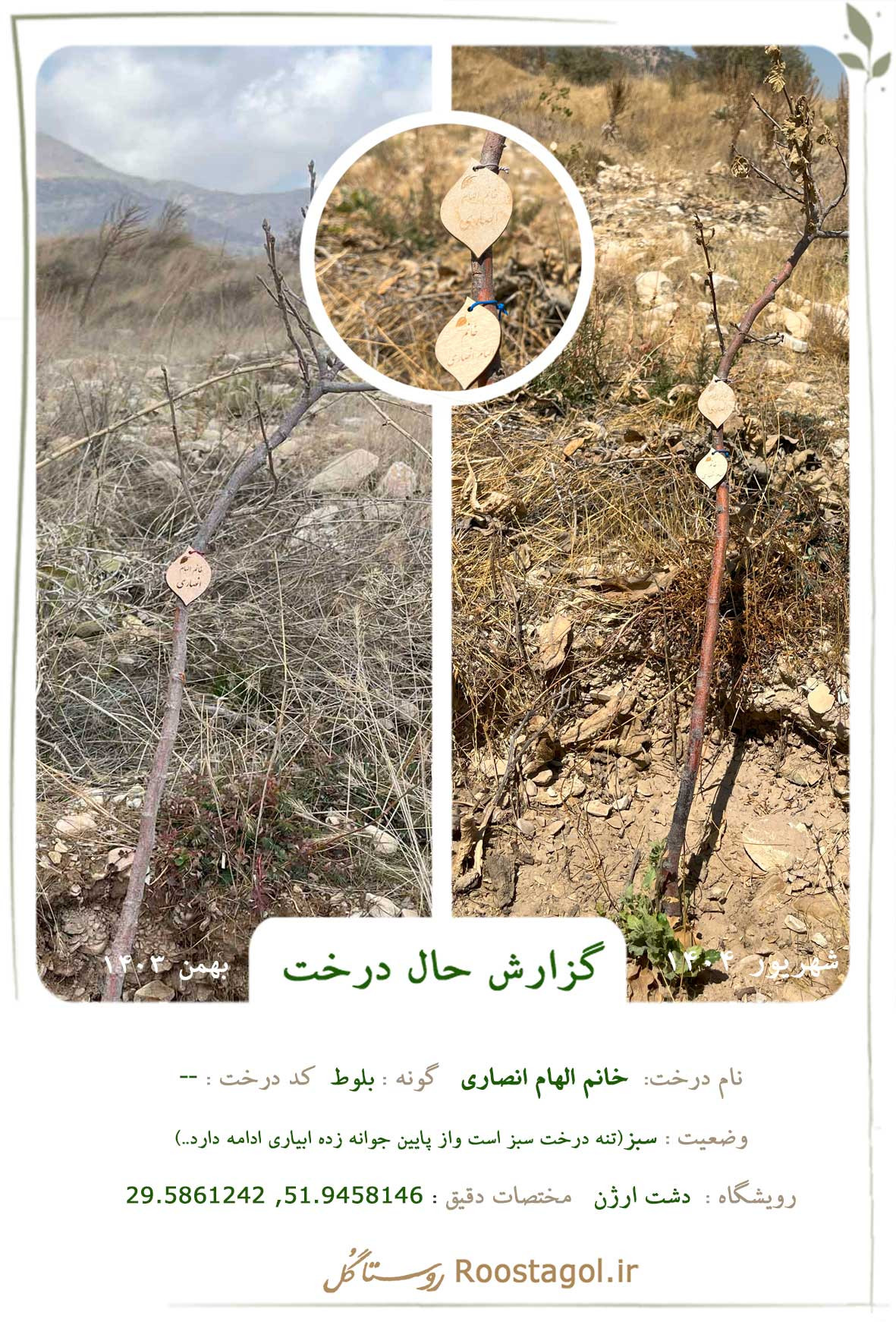 سفارش درخت