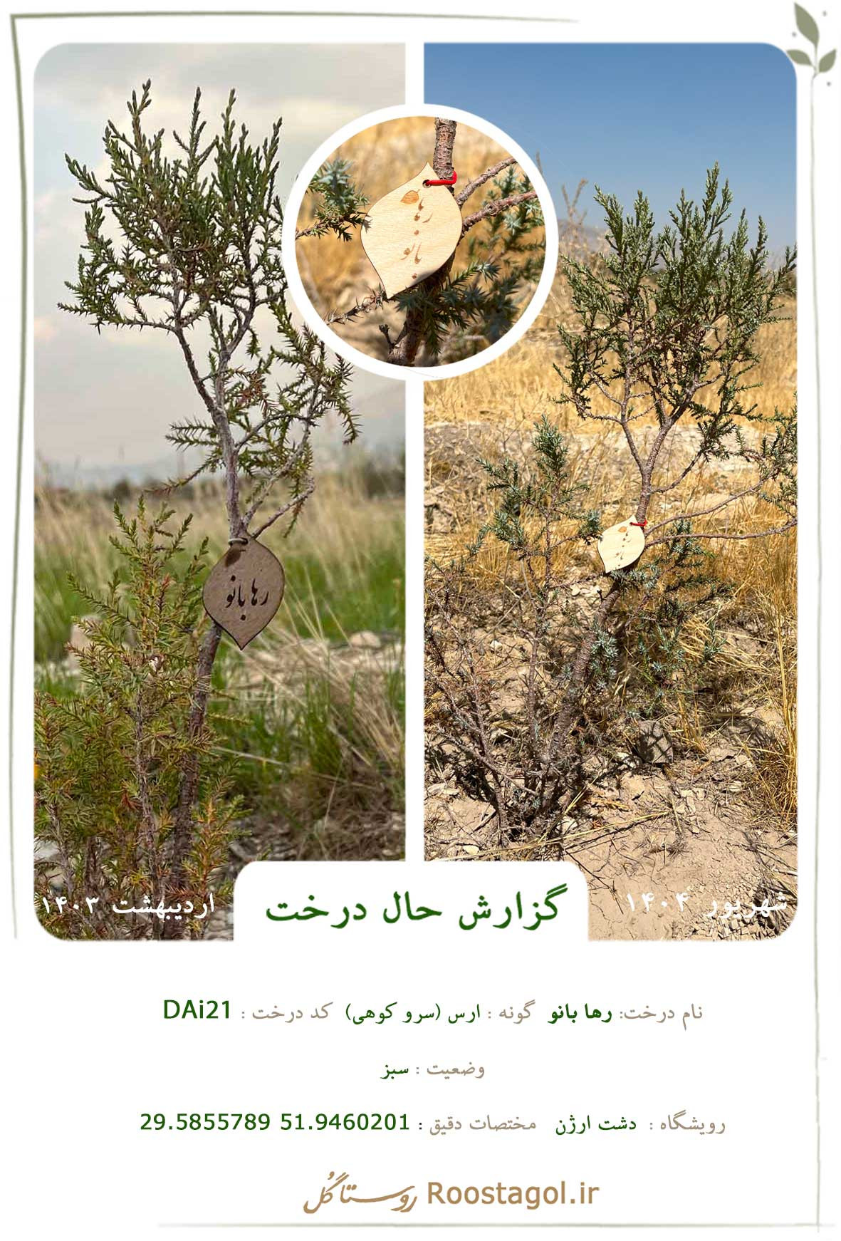 سفارش درخت