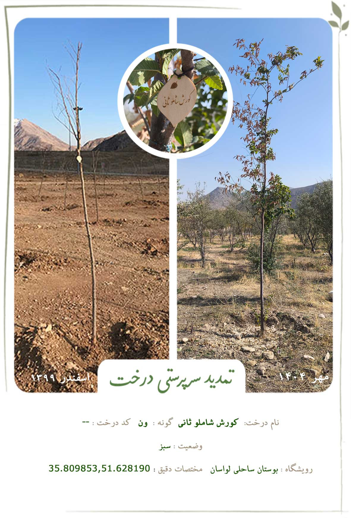 کورش شاملو ثانی