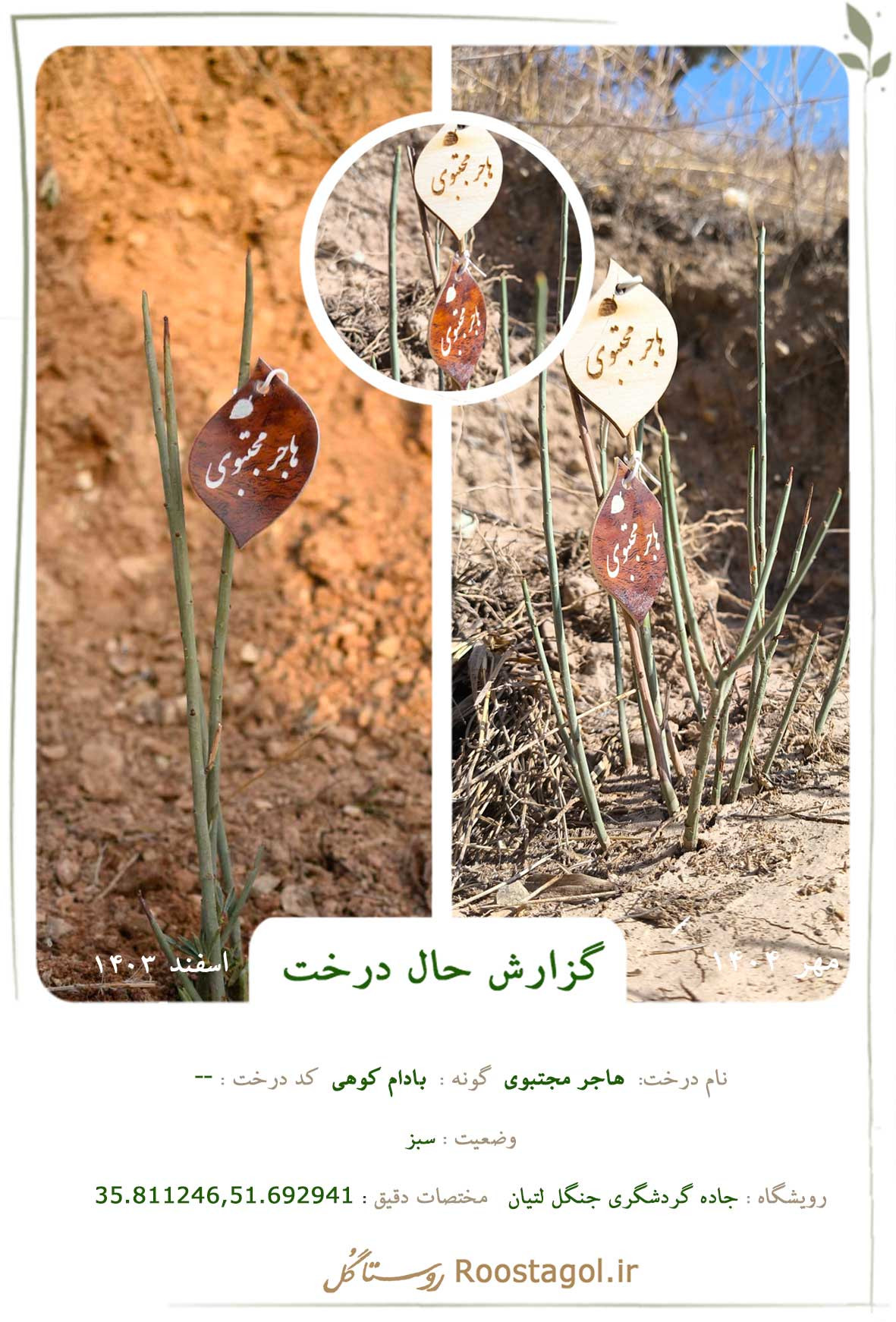 هاجر مجتبوی