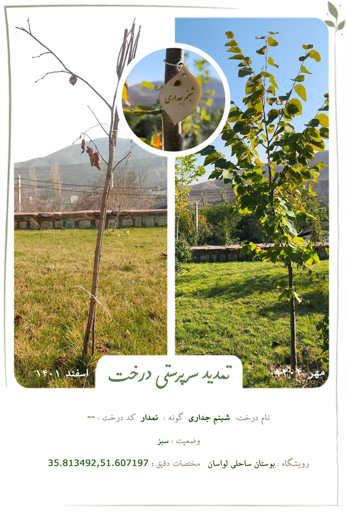 شبنم جداری
