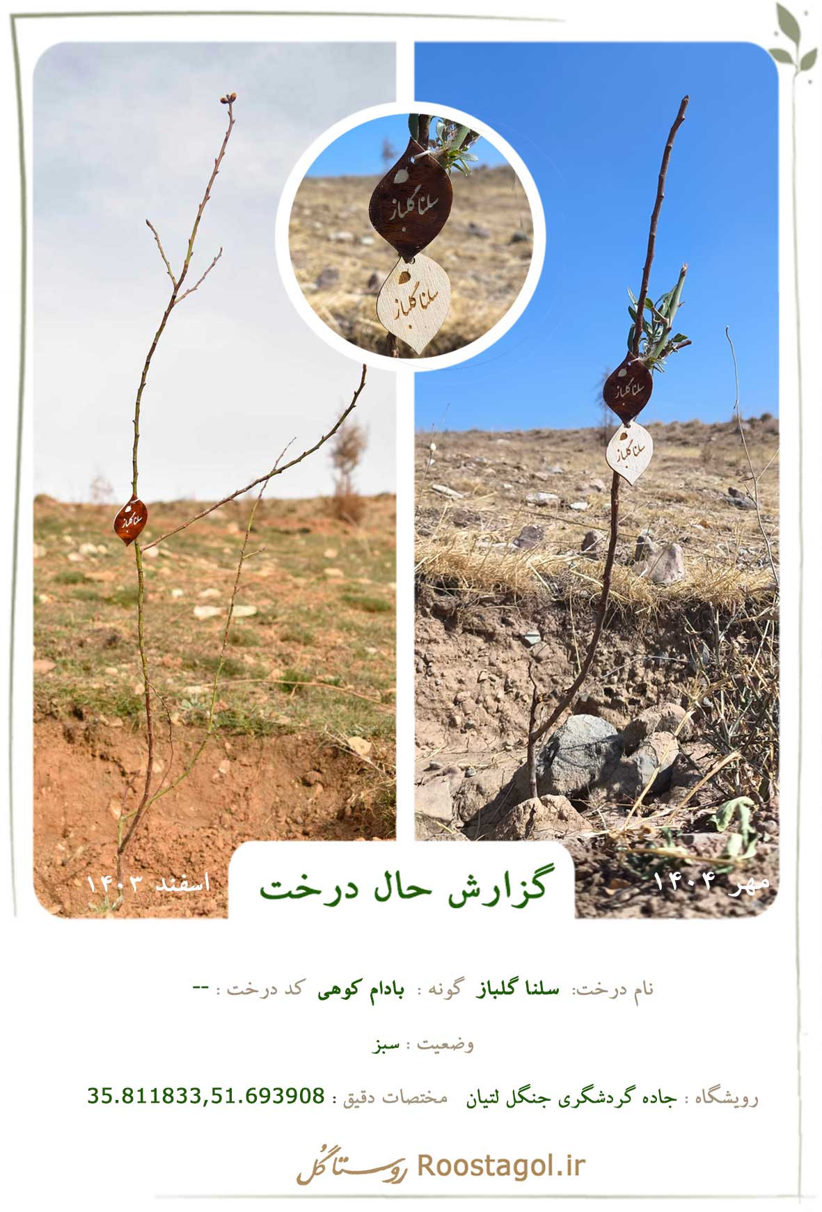  سلنا گلباز