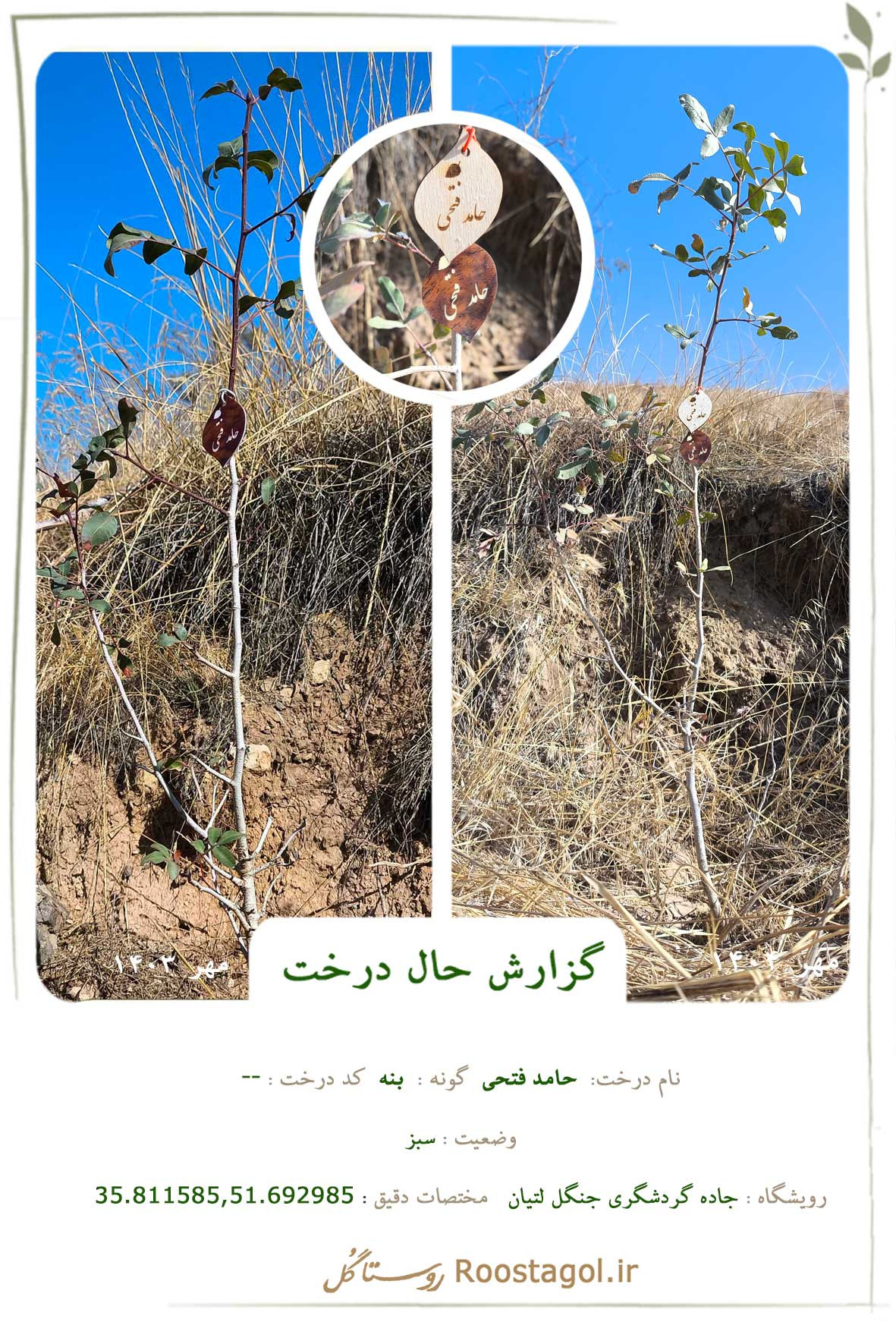 حامد فتحی