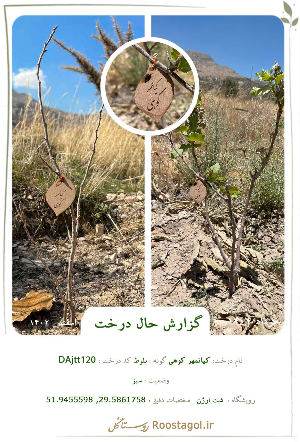 کیانمهر کوهی