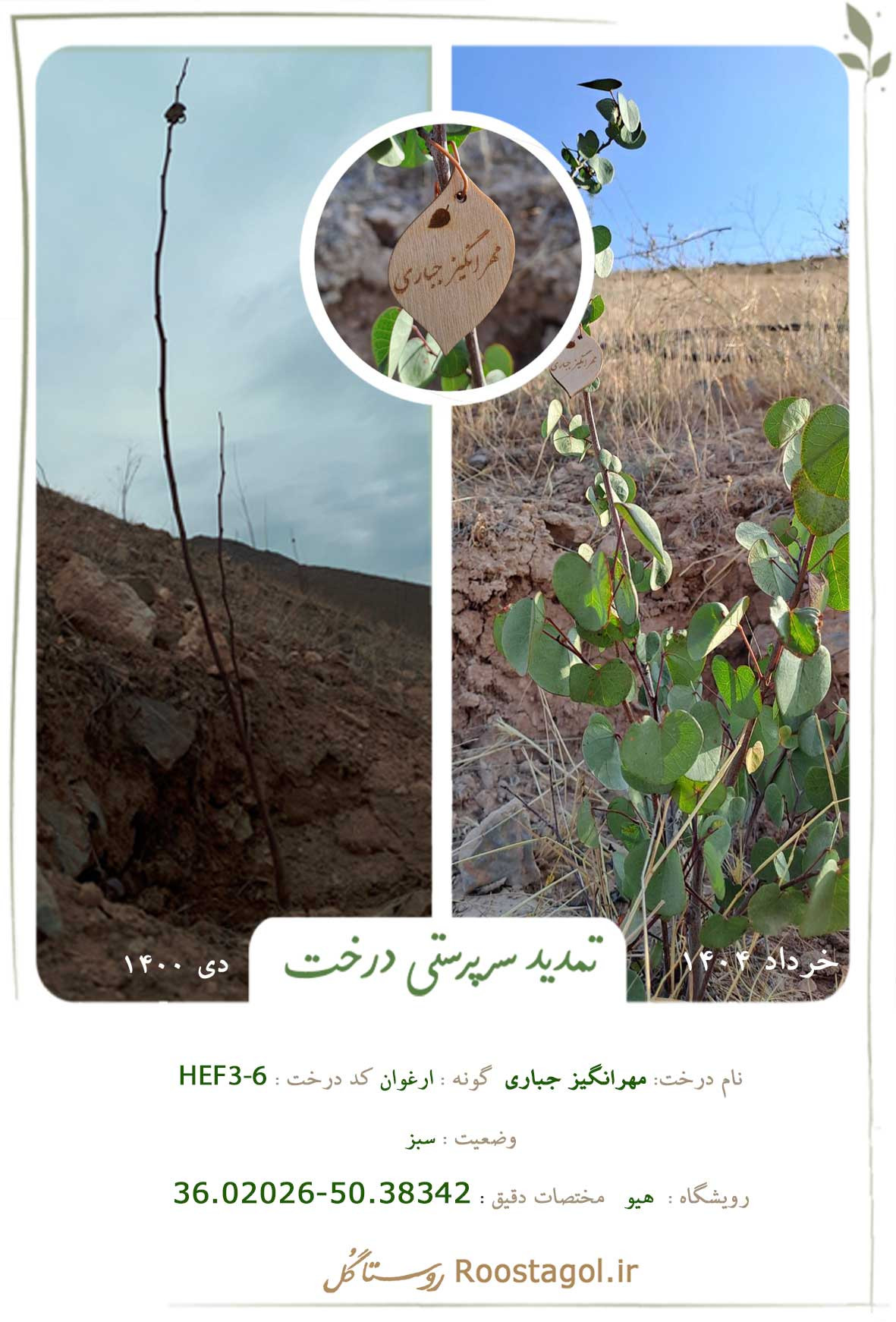 مهرانگیز جباری