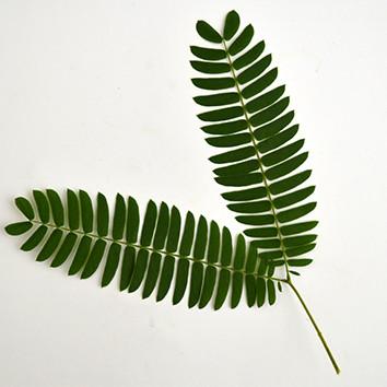 محب قنبری گوهری